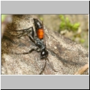 Arachnospila anceps - Wegwespe w007a 8mm - OS-Hasbergen-Lehmhuegel-det.jpg